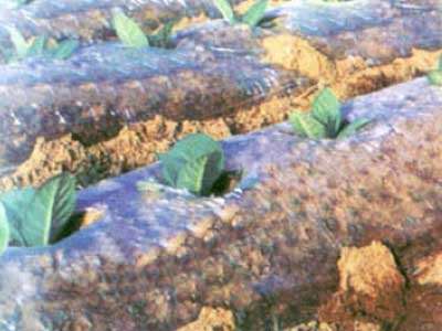 流滴地膜 流滴地膜